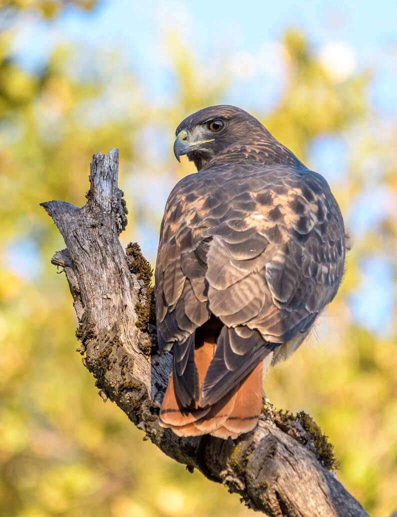 Red-tailed Hawk
